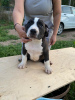 Additional photos: American Bully puppies for sale