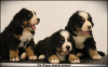 Photo №1. bernese mountain dog - for sale in the city of Belgrade | negotiated | Announcement № 111319