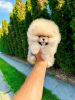 Photo №4. I will sell pomeranian in the city of Нови Сад.  - price - negotiated