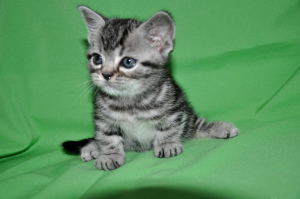 Photo №3. Kittens exclusive breed American Shorthair. Russian Federation