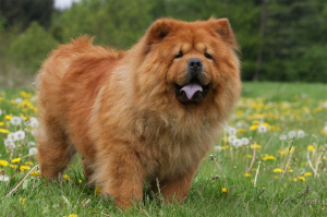 Photo №1. Mating service - breed: chow chow. Price - negotiated