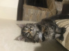 Photo №2 to announcement № 17261 for the sale of maine coon - buy in Ukraine private announcement