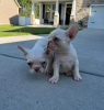 Photo №4. I will sell french bulldog in the city of Texas City.  - price - negotiated