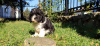 Additional photos: CAVAPOO tricolor puppy