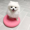 Photo №2 to announcement № 48113 for the sale of pomeranian - buy in Sweden private announcement