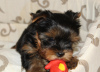 Additional photos: Yorkshire Terrier puppies for sale