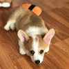 Photo №1. welsh corgi - for sale in the city of Гамбург | negotiated | Announcement № 109165