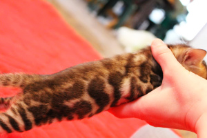 Additional photos: Kennel offers to pre-record and reserve Bengal kittens.