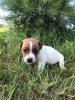Photo №2 to announcement № 11183 for the sale of jack russell terrier - buy in Belarus private announcement