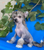 Additional photos: Chinese crested puppies