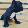 Photo №1. french bulldog - for sale in the city of Weißwasser | 260$ | Announcement № 32405