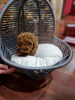 Photo №2 to announcement № 84465 for the sale of poodle (toy) - buy in Serbia breeder