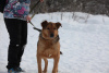 Photo №2 to announcement № 79913 for the sale of non-pedigree dogs - buy in Russian Federation private announcement