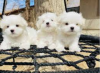 Photo №1. bichon frise - for sale in the city of Stockholm | negotiated | Announcement № 113241