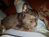 Photo №4. I will sell french bulldog in the city of Berlin. private announcement, breeder - price - 400$