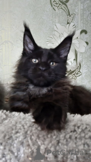 Photo №1. maine coon - for sale in the city of St. Petersburg | negotiated | Announcement № 7270