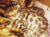 Photo №3. Bengal kitten. Russian Federation