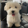 Additional photos: Cute Maltese puppies available for free adoption