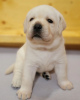 Photo №3. Stunning Labrador puppies. Germany