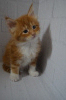 Photo №4. I will sell maine coon in the city of Yekaterinburg. from nursery - price - 1200$