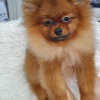 Photo №4. I will sell pomeranian in the city of Москва. private announcement - price - negotiated