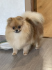 Photo №1. pomeranian - for sale in the city of Стамбул | 1200$ | Announcement № 22080