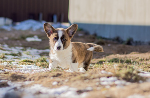 Additional photos: Welsh corgi cardigan puppies from champions
