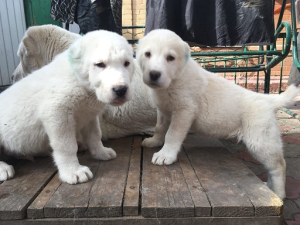 Photo №2 to announcement № 6061 for the sale of central asian shepherd dog - buy in Russian Federation private announcement