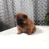 Additional photos: Chow Chow puppies