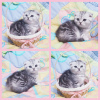 Photo №1. scottish fold - for sale in the city of Minsk | negotiated | Announcement № 42142