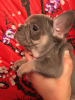 Photo №4. I will sell french bulldog in the city of Москва. from nursery, breeder - price - 1350$