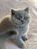 Photo №2 to announcement № 89441 for the sale of british shorthair - buy in Germany from nursery, breeder