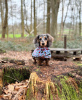 Photo №1. dachshund - for sale in the city of Berlin | 423$ | Announcement № 104180