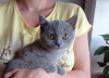 Additional photos: The British Shorthair Kittens