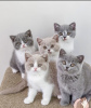 Photo №1. british shorthair - for sale in the city of Munich | 269$ | Announcement № 108916