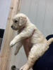 Additional photos: Adorable Golden Retriever puppies ready to join their new and forever home for