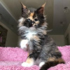 Photo №2 to announcement № 115740 for the sale of maine coon - buy in Germany 