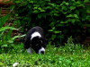 Photo №3. Puppies of the Central Asian Shepherd Dog Alabai. Russian Federation