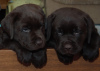 Additional photos: Labrador puppies