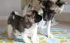 Photo №1. american akita - for sale in the city of Michigan City | 500$ | Announcement № 12312