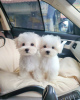 Photo №1. maltese dog - for sale in the city of Bern | negotiated | Announcement № 120110