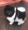 Photo №1. pomeranian - for sale in the city of Dubai | negotiated | Announcement № 36768
