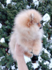 Photo №2 to announcement № 11492 for the sale of pomeranian - buy in Russian Federation breeder