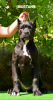 Photo №2 to announcement № 3973 for the sale of cane corso - buy in Macedonia breeder