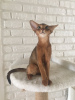 Photo №2 to announcement № 52261 for the sale of abyssinian cat - buy in Belarus from nursery
