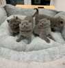 Photo №2 to announcement № 122101 for the sale of british shorthair - buy in United States private announcement