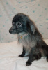 Photo №2 to announcement № 105367 for the sale of pomeranian - buy in Germany breeder