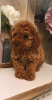 Photo №2 to announcement № 18788 for the sale of poodle (toy) - buy in Lithuania 