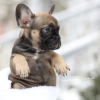 Additional photos: Amazing rare color French Bulldog Merle puppy male and female