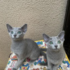 Photo №1. russian blue - for sale in the city of Helsinki | 370$ | Announcement № 119527